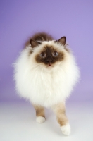 Picture of seal pointed Birman cat on pastel background