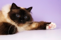 Picture of seal pointed Birman cat on pastel background