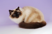 Picture of seal pointed Birman cat on pastel purple  background