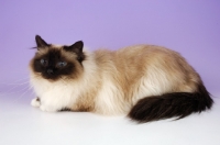 Picture of seal pointed Birman cat on pastel background