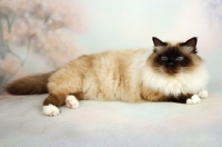 Picture of seal pointed Birman cat on pastel background