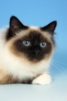 Picture of seal pointed Birman cat portrait on pastel blue background