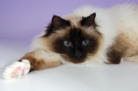 Picture of seal pointed Birman cat resting on pastel background