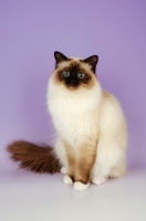 Picture of seal pointed Birman cat sitting on pastel background