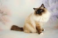 Picture of seal pointed Birman cat sitting on pastel background