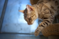Picture of seal sepia bengal cat reaching down from a scratch post
