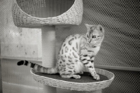 Picture of seal sepia bengal cat sitting on a multi-level scratchpost