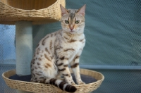 Picture of seal sepia bengal cat sitting on a multi-level scratchpost