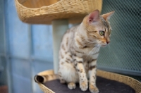 Picture of seal sepia bengal cat sitting on a scratch post