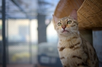 Picture of seal sepia bengal cat sitting