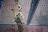 Picture of seal sepia bengal cat stretching