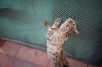 Picture of seal sepia bengal cat stretching