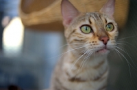 Picture of seal sepia bengal cat