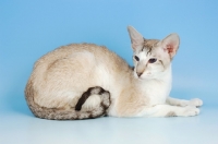 Picture of seal tabby and white oriental shorthair cat