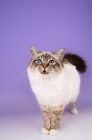 Picture of seal tabby point birman cat looking up