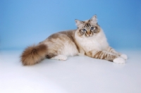 Picture of seal tabby point birman cat lying down on blue background