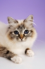 Picture of seal tabby point birman cat portrait