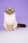 Picture of seal tabby point birman cat sitting on purple background