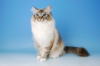 Picture of seal tabby point birman cat sitting on blue background