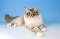 Picture of seal tabby point birman cat 