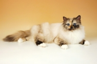 Picture of seal tortie birman