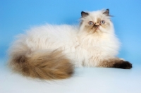 Picture of seal tortie colourpoint cat, lying down. (Aka: Persian or Himalayan)