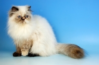 Picture of seal tortie colourpoint cat, side view. (Aka: Persian or Himalayan)