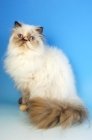 Picture of seal tortie colourpoint colourpoint cat, sitting down. (Aka: Persian or Himalayan)