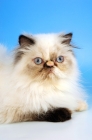 Picture of seal tortie colourpoint himalayan cat portrait. (Aka: Persian or Himalayan)