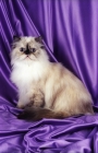 Picture of seal tortie point, persian cat