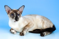 Picture of seal tortie point siamese