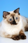 Picture of seal tortie ragdoll cat, portrait