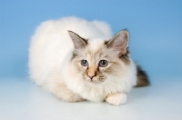 Picture of seal tortie tabby birman cat lying down