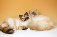 Picture of seal tortie tabby birman cat with blue tortie tabby birman