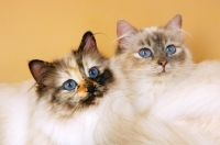 Picture of seal tortie tabby birman cat with blue tortie tabby birman