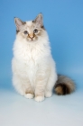 Picture of seal tortie tabby birman cat