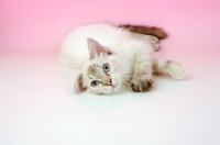 Picture of seal tortie tabby ragdoll cat