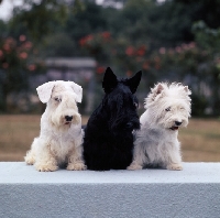 Picture of sealyham, scottish and west highland white terriers from gaywyn kennels sitting together