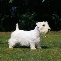 Picture of sealyham terrier from torset kennels