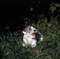 Picture of Sealyham terrier in grass