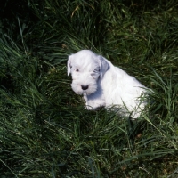 Picture of Sealyham terrier puppy in grass