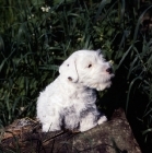 Picture of Sealyham terrier puppy with spots on ear