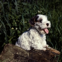 Picture of Sealyham terrier puppy