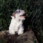 Picture of Sealyham terrier with mouth open