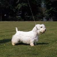 Picture of Sealyham Terrier