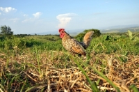 Picture of Sebright Bantam chicken in field