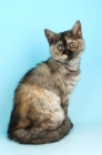 Picture of selkirk rex kitten