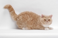 Picture of Selkirk Rex on white background, Cream Classic Tabby & White, crouching