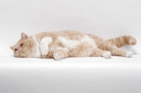 Picture of Selkirk Rex on white background, Cream Classic Tabby & White