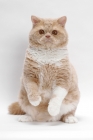 Picture of Selkirk Rex on white background, Cream Classic Tabby & White, on hind legs